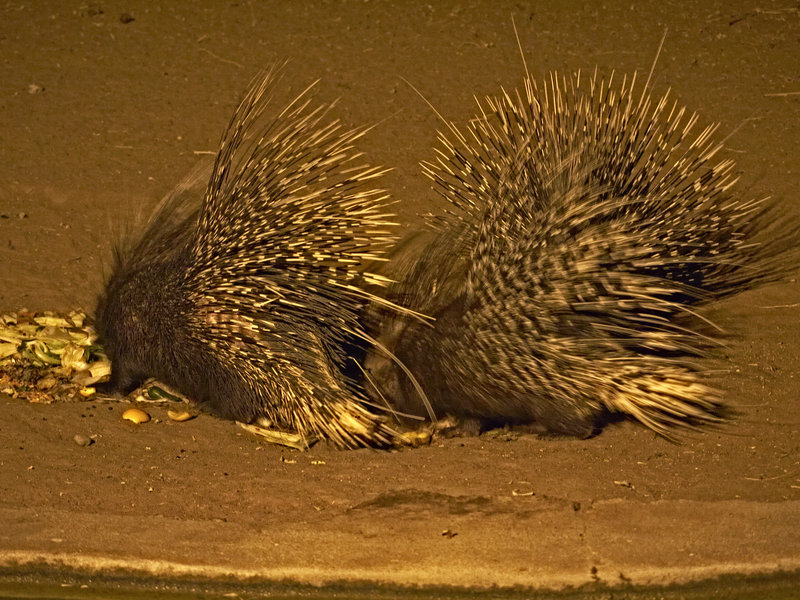 Okonjima, Porcupine